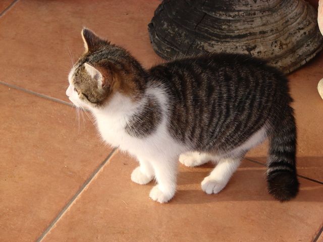 mačka mala na verandi